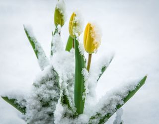 Wie wird der April? Noch mehr Schnee und Kälte!