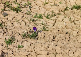 April und Mai mit Hitzerekord: Ist das der Klimawandel?