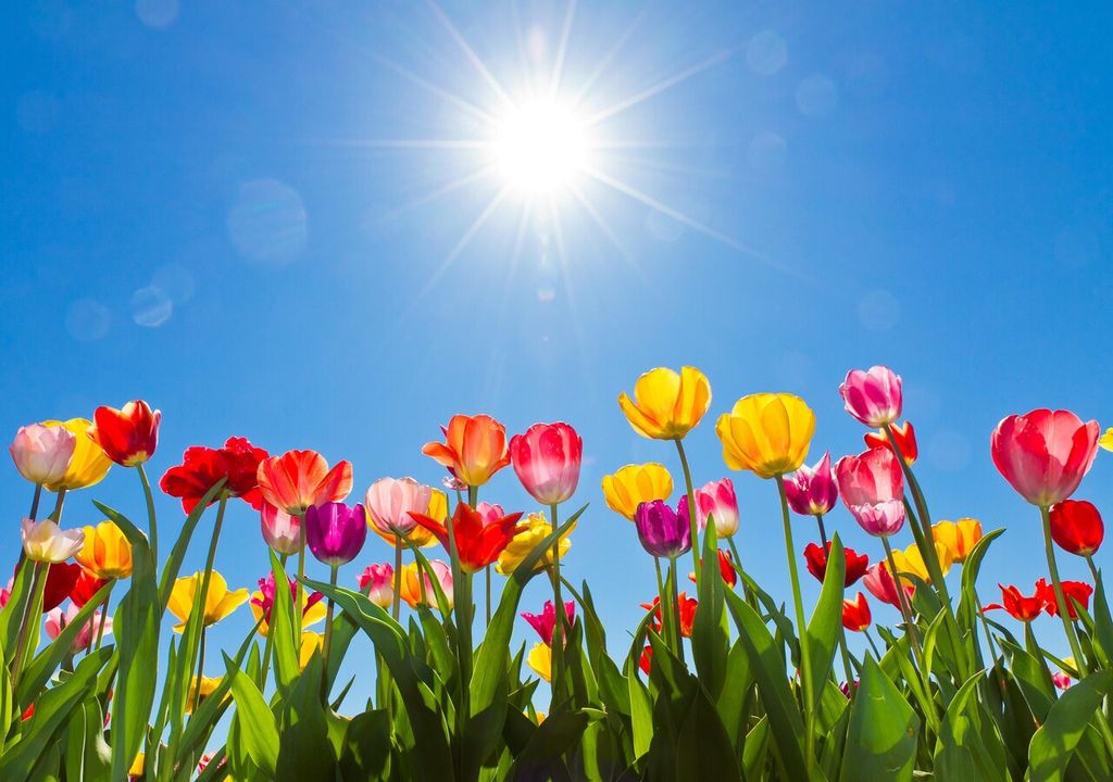 Aprile in fiore: in questo mese la primavera mostra il suo volto più autentico