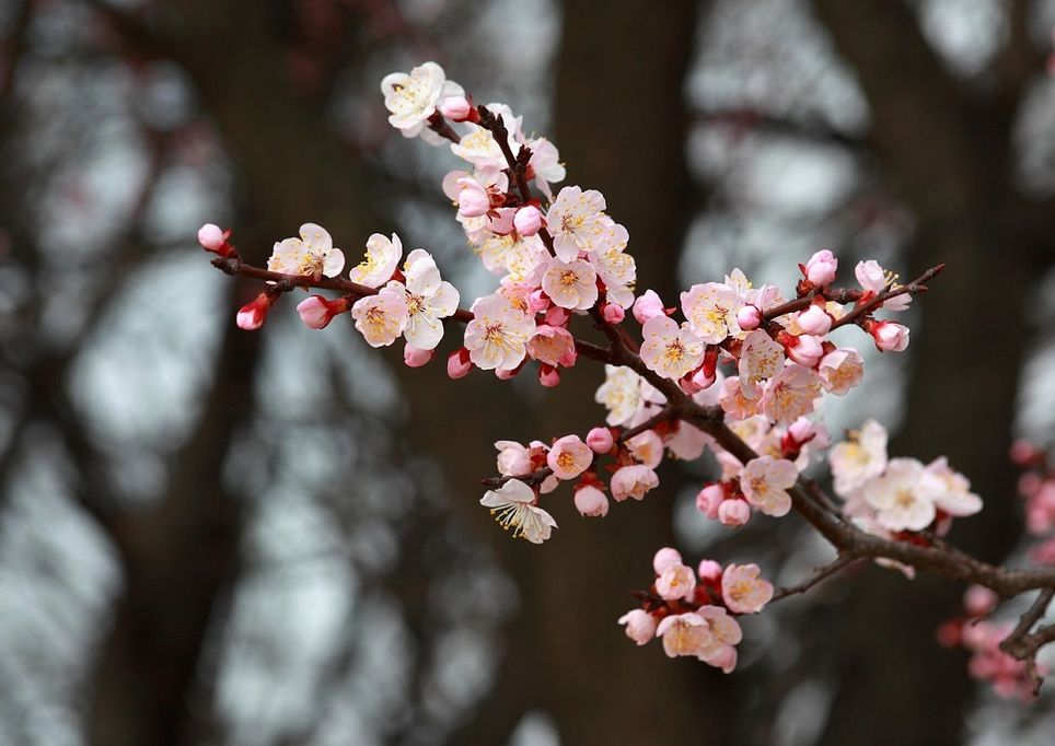primavera-aprile-fiori