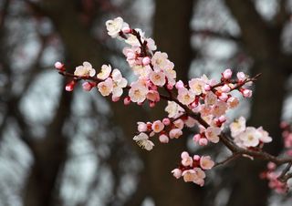 Aprile inizia con la Pasqua: perché si chiama così questo mese?