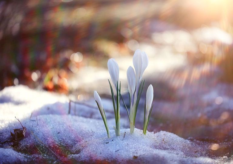 Schnee Schnee
