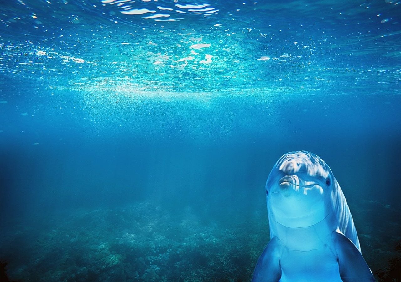 O projeto DolphinFree está a testar, em França, soluções integradas nas redes de pesca que comunicam com os golfinhos. Imagem: Pixabay