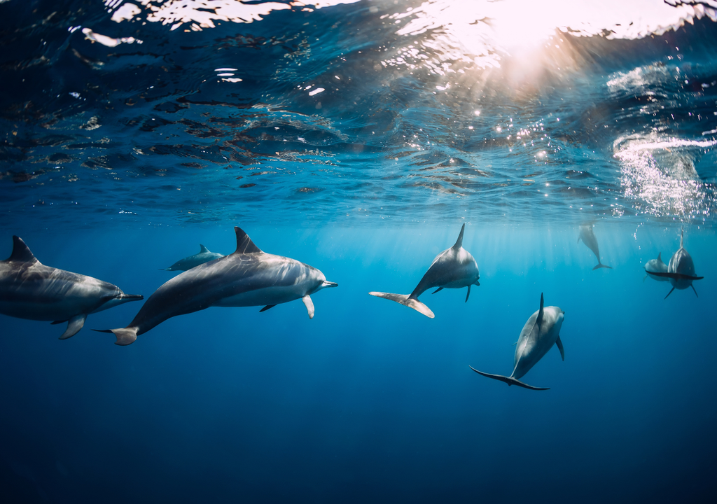 oceano; mamiferos marinos; preservacion; cautiverio; turismo sostenible; conservacion de especies; libertad