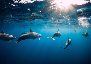 Aprobada la 'Ley Mincho': un triunfo para los animales que prohíbe el cautiverio de delfines en México