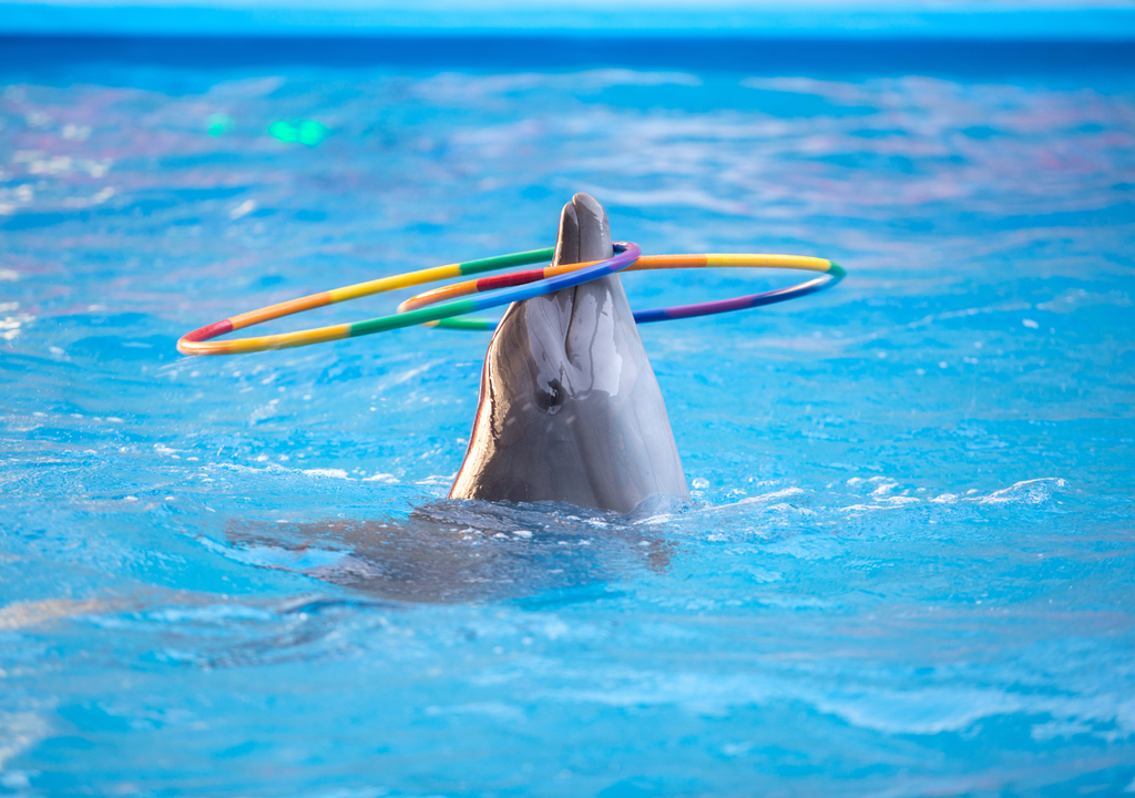 turismo; explotacion;delfin; conservacion; ley; preservacion; libertad; mamiferos marinos turismo; explotacion;delfin; conservacion; ley; preservacion; libertad; mamiferos marinos