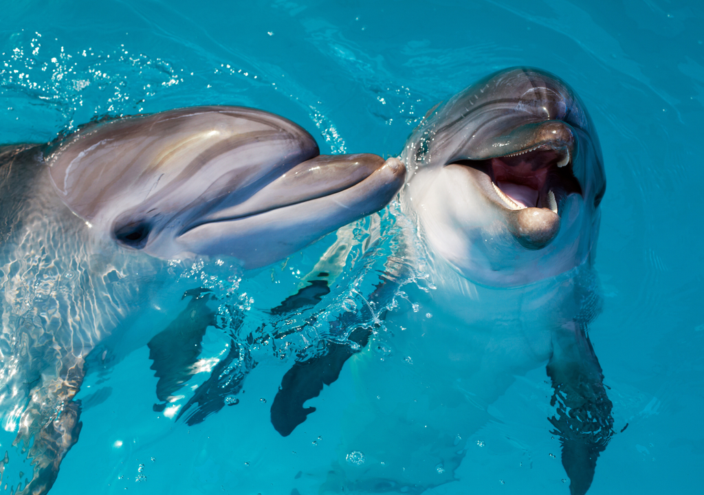 libertad; mamiferos marinos; explotacion; turismo; Mexico; delfin; conservacion