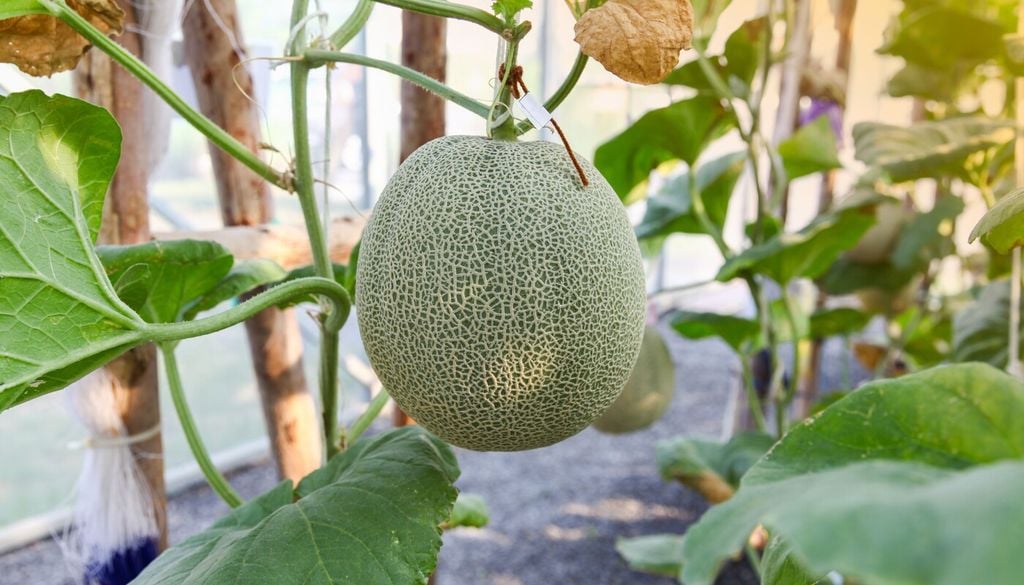 Los melones cultivados en vertical pueden necesitar soportes resistentes que ayuden a sostener el peso de sus frutos y eviten que las guías se dañen.