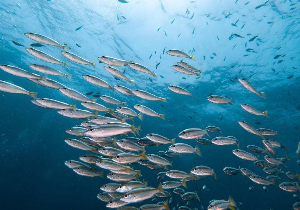 O Ministério da Agricultura e Mar vai disponibilizar um “apoio extraordinário” e “excecional”, no valor de 1,5 milhões de euros, destinado às empresas de aquacultura.