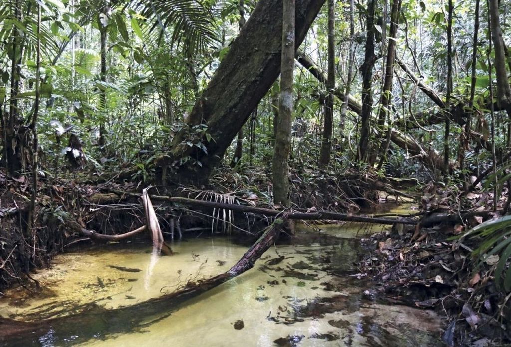 Área de sub-bosque dentro do projeto PDBFF, a 80 quilômetros de Manaus – Foto: Vitek Jirinec Área de sub-bosque dentro do projeto PDBFF, a 80 quilômetros de Manaus – Foto: Vitek Jirinec