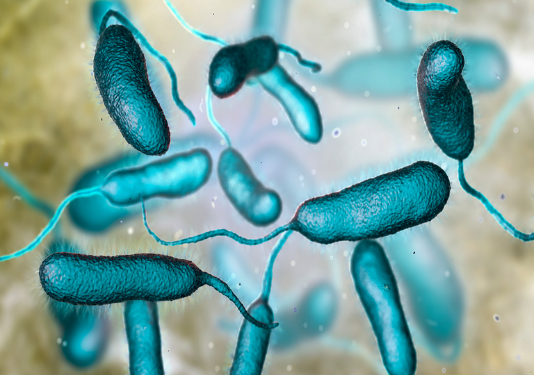 Aquecimento global aumenta risco de infeções bacterianas mortais Aquecimento global aumenta risco de infeções bacterianas mortais