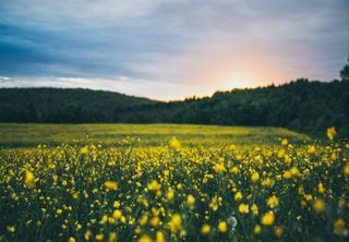 Aquecimento global tem causado floração precoce em plantas. Quais as consequências disso?