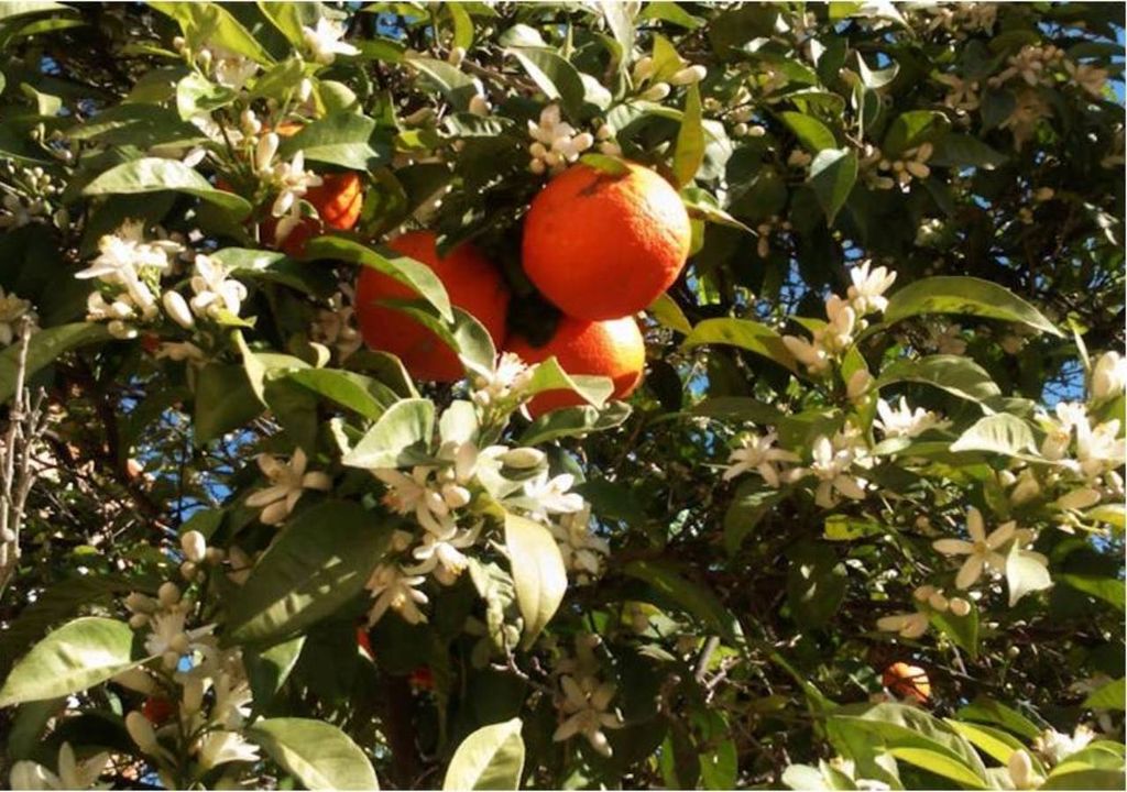naranjo con flores y frutos al mismo tiempo naranjo con flores y frutos al mismo tiempo