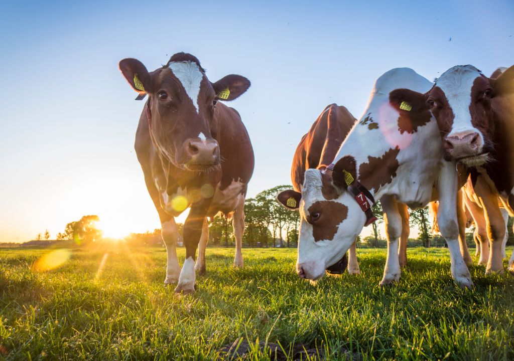 Aquecimento global: Uma dieta saudável pode salvar não só a sua vida, mas também o planeta