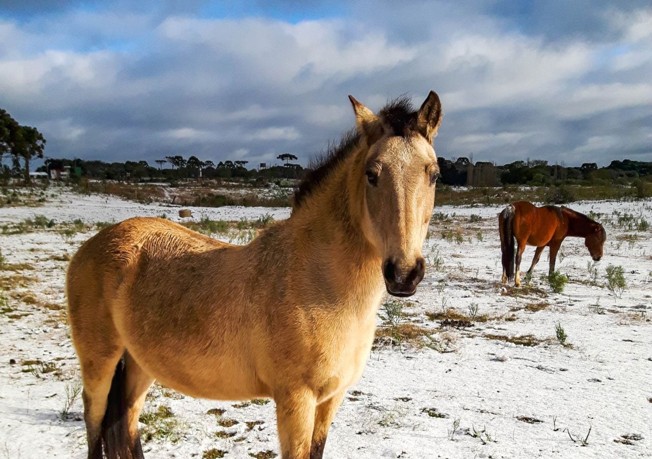 Ar polar avança e derruba as temperaturas: veja quais regiões têm chance de neve