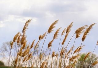 Ar polar em pleno agosto: até quando irá durar a pronunciada anomalia térmica negativa em Portugal?