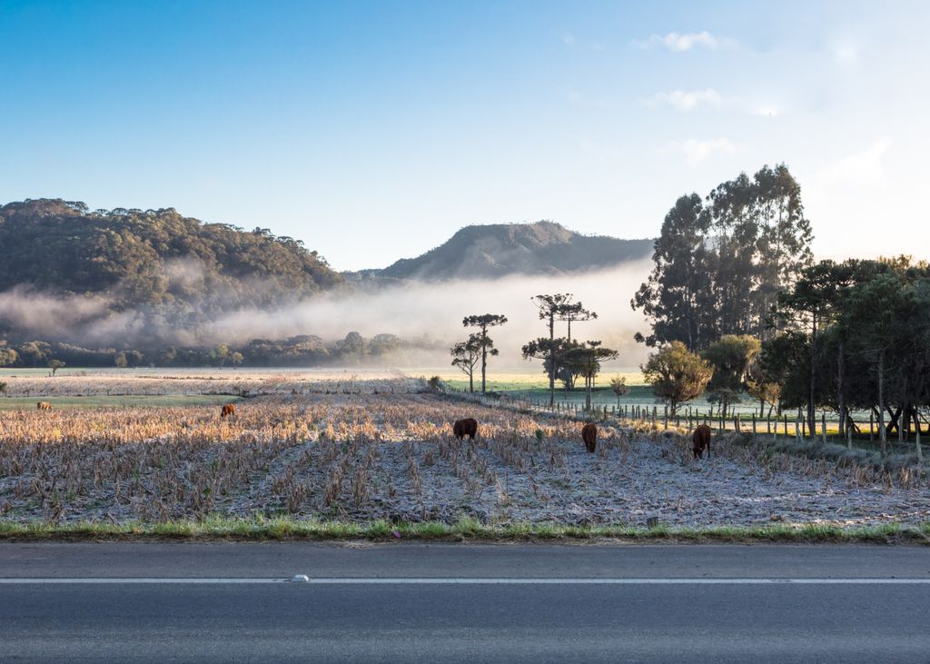 Geada registrada em Uribici/SC. Fonte: Adobe Stock. Geada registrada em Uribici/SC. Fonte: Adobe Stock.