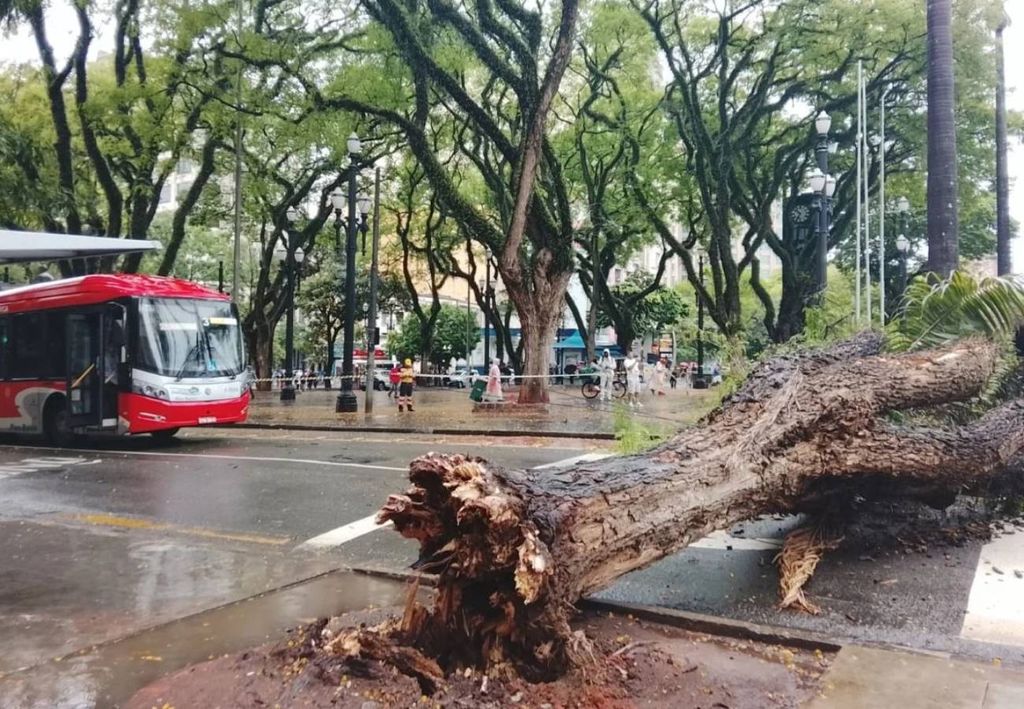Queda de árvore na Praça da Sé, em São Paulo (SP), devido a ventos fortes. Créditos: Reprodução/Metrópoles/Bruna Braga. Queda de árvore na Praça da Sé, em São Paulo (SP), devido a ventos fortes. Créditos: Reprodução/Metrópoles/Bruna Braga.