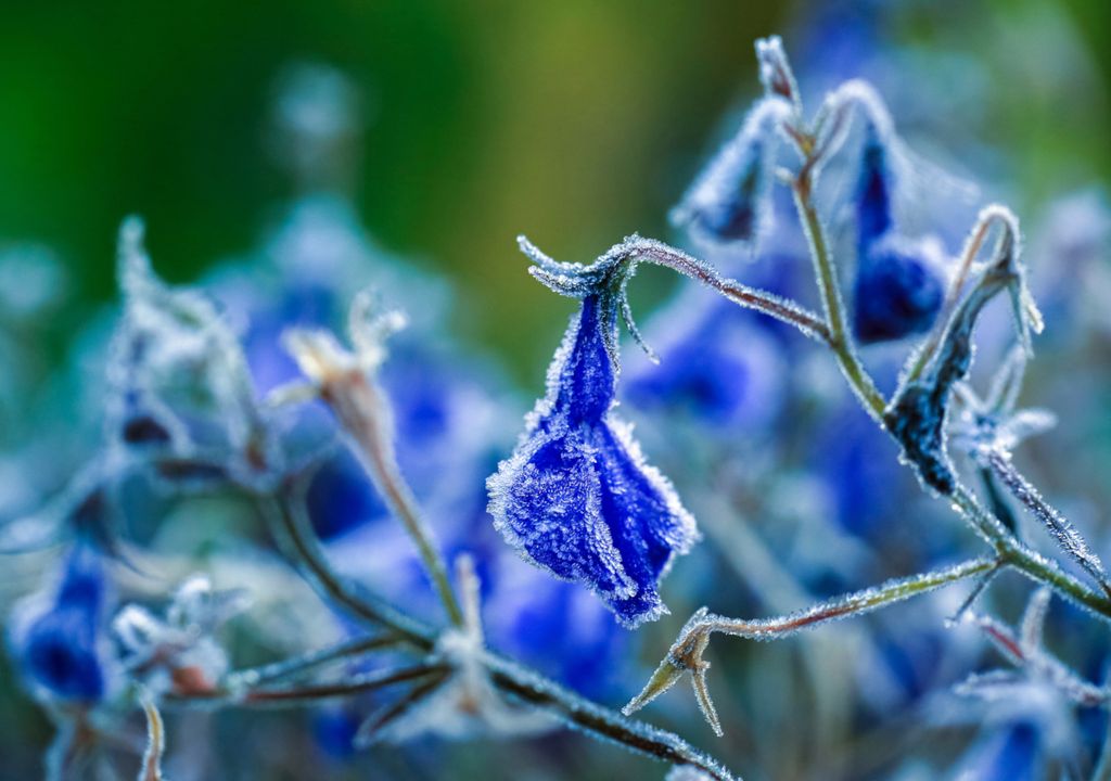 Registro de flores atingidas por uma geada. Registro de flores atingidas por uma geada.