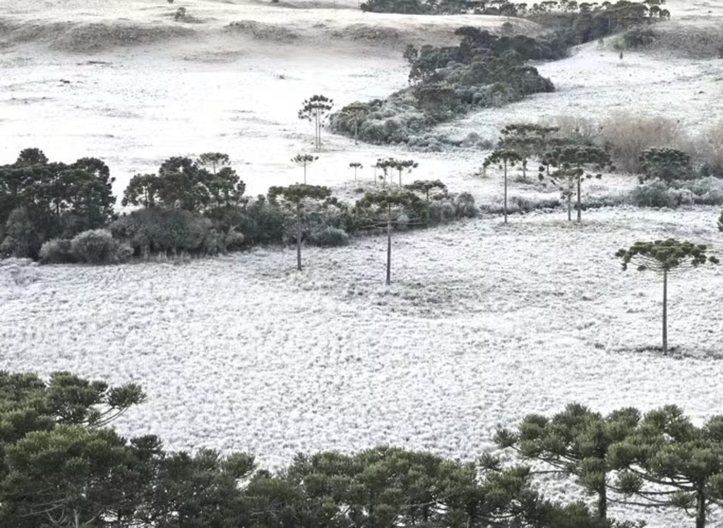 Geada registrada em na serra Catarinense em julho de 2024. Fonte: O Globo/Mycchel Legnaghi Geada registrada em na serra Catarinense em julho de 2024. Fonte: O Globo/Mycchel Legnaghi
