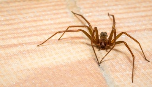 Arachnophobe attention ! Septembre, octobre, c'est la saison des araign&eacute;es !