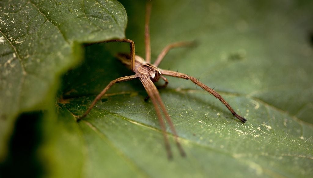 Araignée feuille jardin nature insecte animaux Achnide Les mâles, habituellement cachés, sortent pour trouver une femelle.