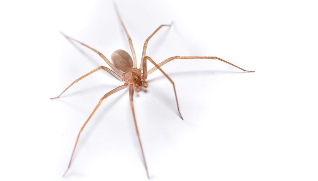Araignée 8 pattes insecte animaux Il existe plusieurs espèces d'araignées vivant dans nos maisons mais en France métropolitaine, elles sont toutes inoffensives pour l'homme.