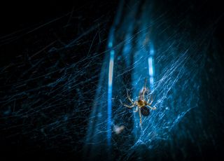 Arachnophobe attention ! Une toile d'araignée géante a été découverte en Europe !