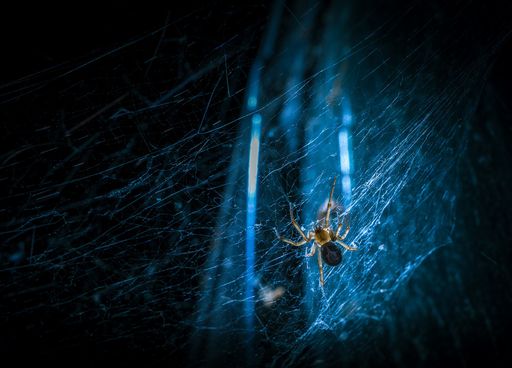 Arachnophobe attention ! Une toile d'araignée géante a été découverte en Europe !