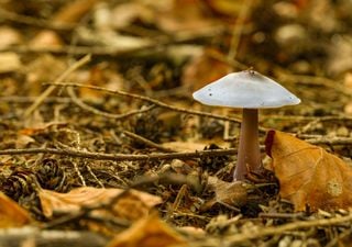 Aragón es el paraíso de los boletus o rebollones: dónde buscar ahora setas en Teruel, Zaragoza y Huesca