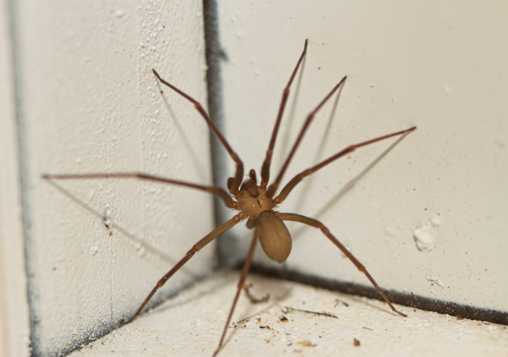 araña de rincón