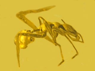 Los científicos descubren un raro hallazgo de fósil de resina: una araña que aspira a ser hormiga