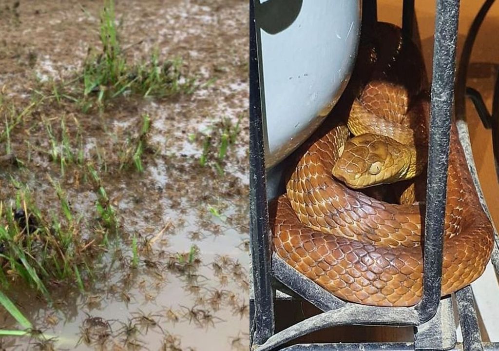aranhas e cobras na austrália