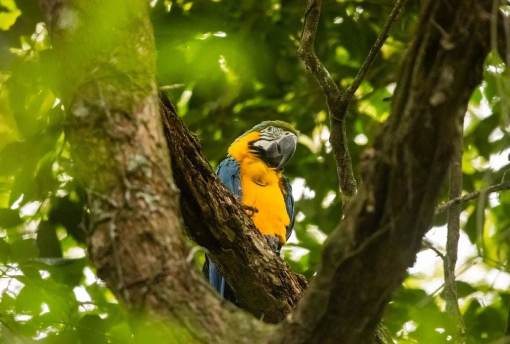 O último registro de araras-canindés no estado do Rio data de 1818. Foto: Flavia Zagury/Refauna