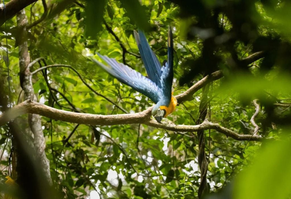 Araras-canindé estão livres para voar novamente. Crédito: Flávia Zagury