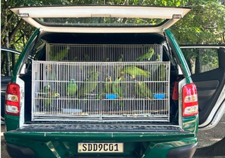 Araras e papagaios percorrem mais de mil quilômetros do Nordeste até Goiás para reabilitação e soltura