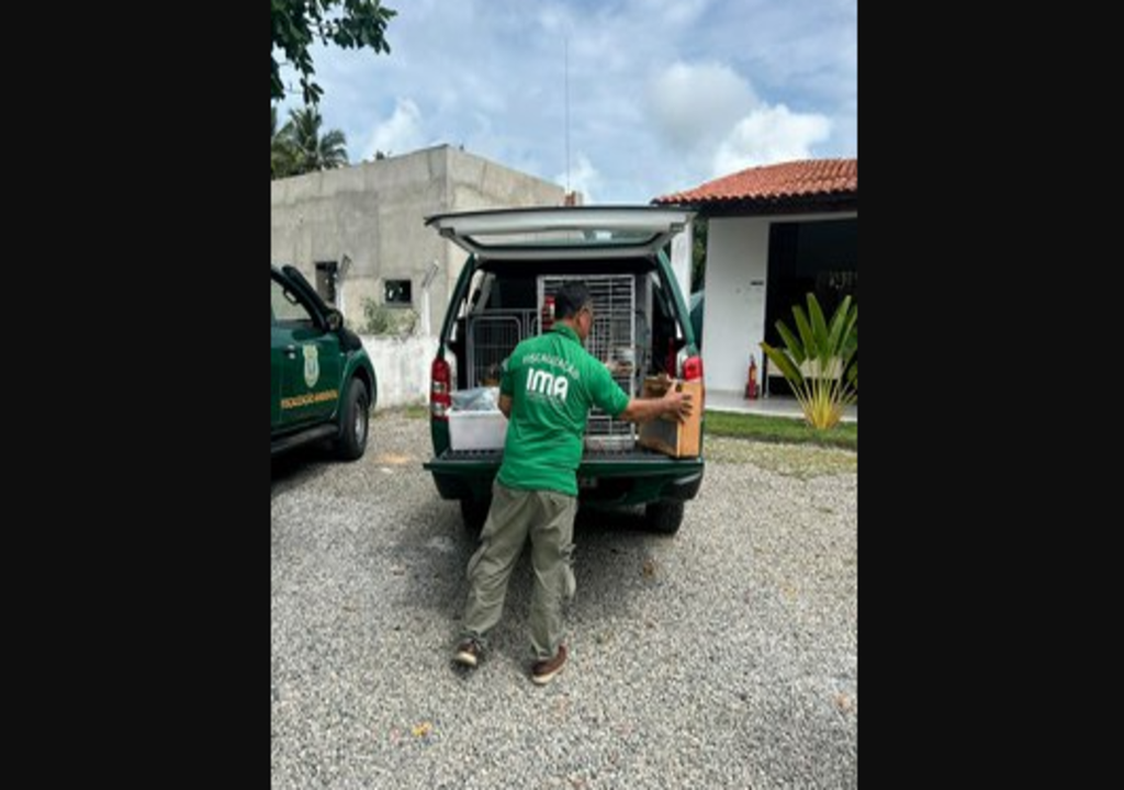 Com apoio de veterinários e biólogos, aves silvestres percorrem o país para receber tratamento adequado