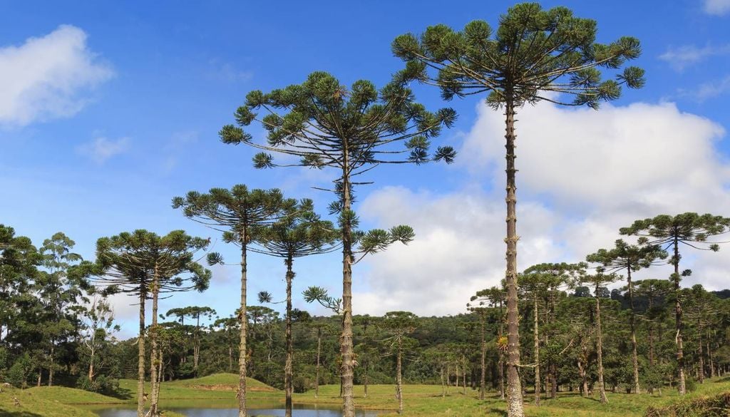 A araucária (Araucaria angustifolia) é uma espécie nativa do Brasil que está criticamente ameaçada de extinção.