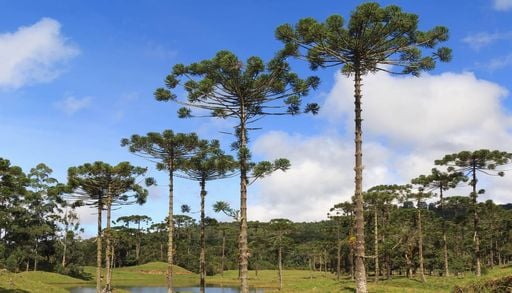 Arauc&aacute;ria em risco: Governo de SP oferece dinheiro para produtores para frear extin&ccedil;&atilde;o da esp&eacute;cie no pa&iacute;s