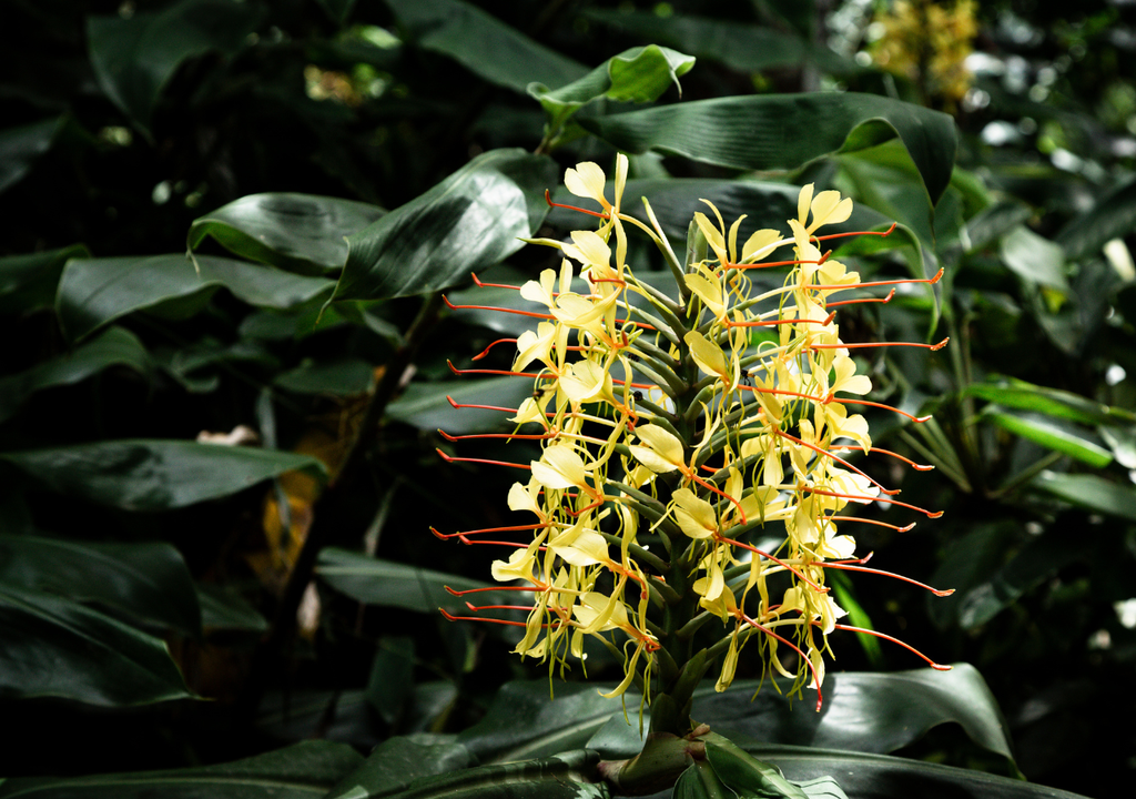 Ylang-ylang árbol El ylang-ylang es originario de climas húmedos y tropicales, por lo que necesita riegos constantes.