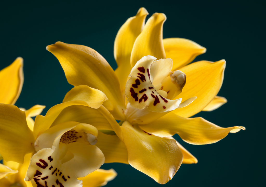 Ylang-ylang árbol Además de su aroma característico, el ylang-ylang brinda sombra en espacios muy castigados por la radiación solar.