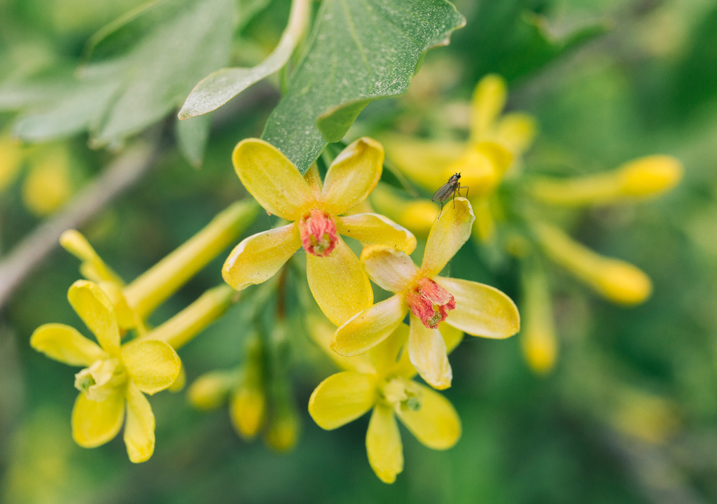 Ylang-ylang árbol El ylang-ylang es perfecto para jardines frontales o traseros.