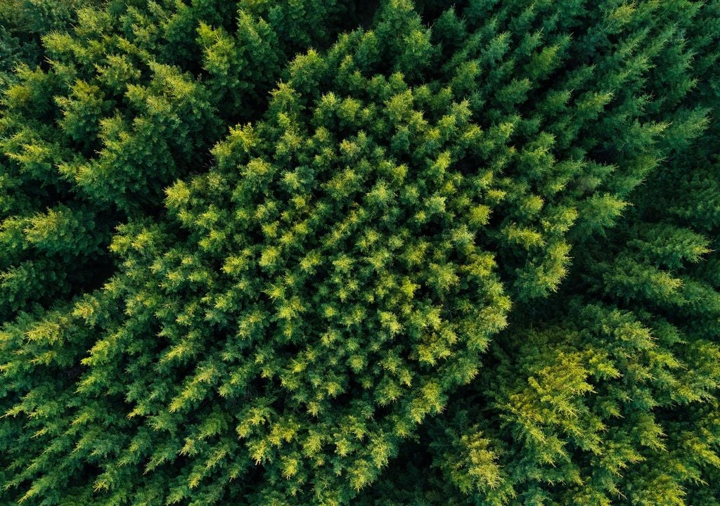 pinos pinos