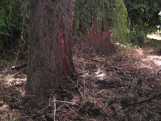 Árbol fulminado por un rayo en Ronda