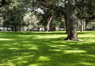 Arbolado urbano: el proyecto de ley que echó raíces desde la comunidad