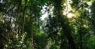 Los árboles de la Amazonía revelan estrategias complejas para gestionar la luz y el calor intenso