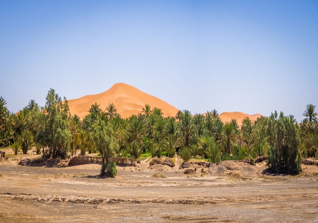 Árboles sobre el desierto del Sahara
