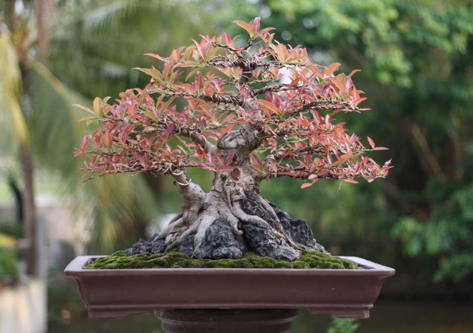 Árboles en miniatura: La tecnica del bonsái y el arte de cultivar la paciencia. Noticias en tiempo real