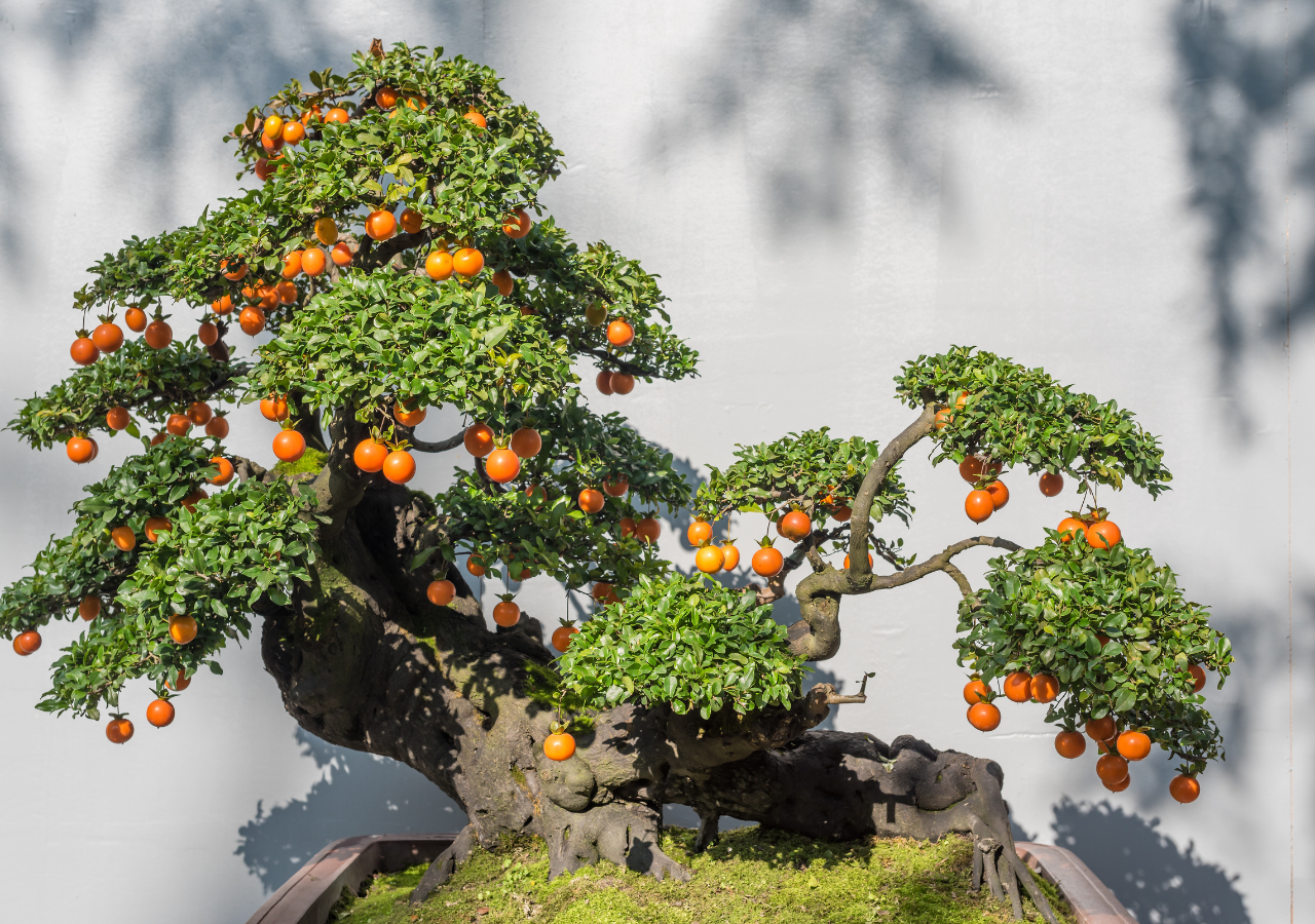 rvores em miniatura: a tcnica do bonsai e a arte de cultivar a pacincia