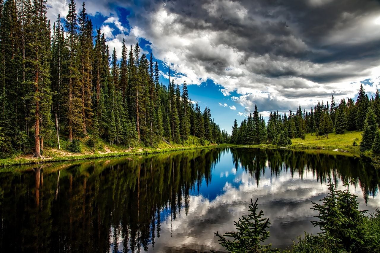 Gli alberi più giovani promuovono la cattura del carbonio. Immagine da PXHERE.